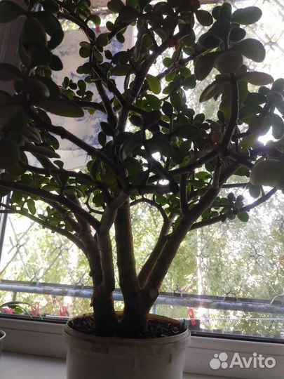 Денежное дерево, 2 ствола, красивое