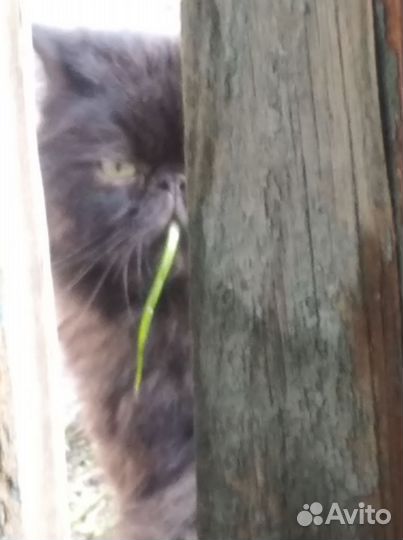 Потерялся кот