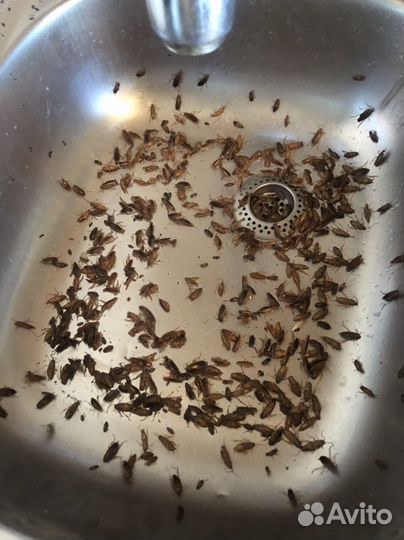 Средство от тараканов клопов насекомых плесени