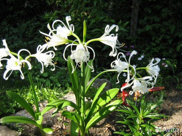 Луковицы Гименокалиса Гиппеаструм Циртантуса Калла