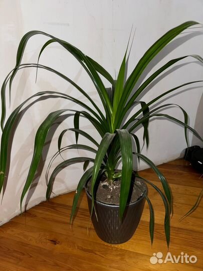 Цветок панданус