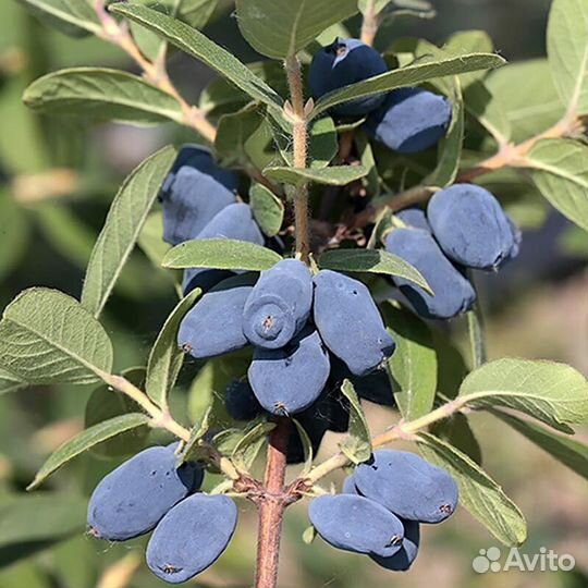 Жимолость съедобная Высота от 25см