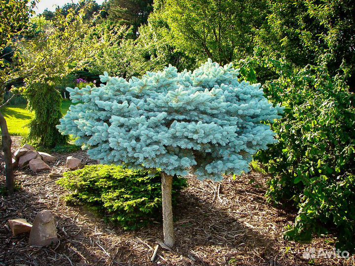 Голубая ель