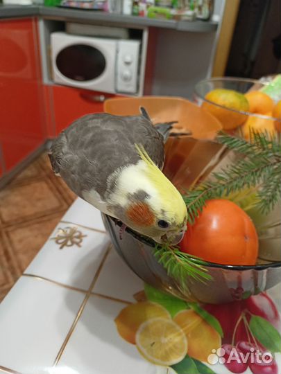 Попугай Корелла