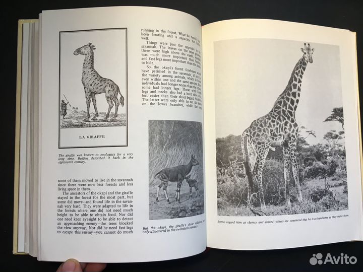 Человек и животные, Дмитриев, 1984 на английском