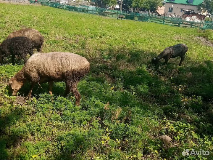 Овцы бараны ягнята оптом