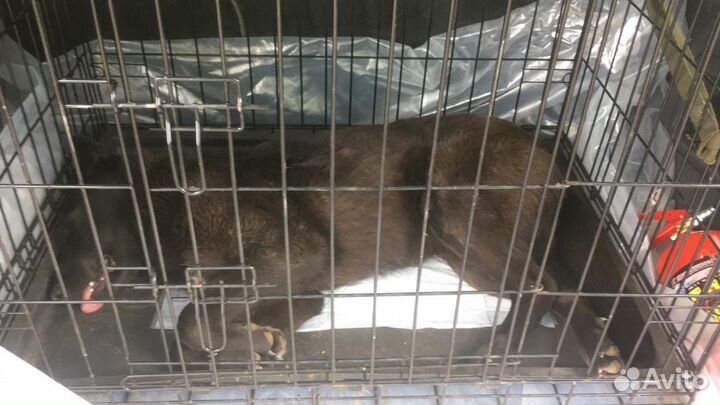 Отлов собак, кошек, енотов, лис