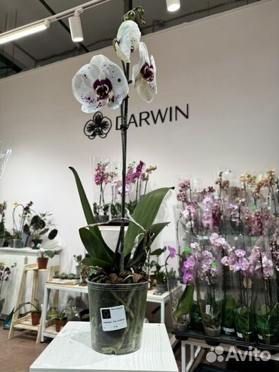 Орхидея Пикассо