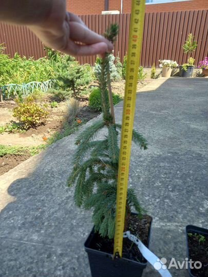 Ели Кобра, Рыдал, Пендула, Пенд. Брунс, Зе Блюз