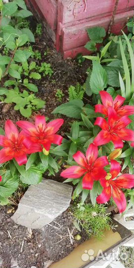 Лилии, ирисы