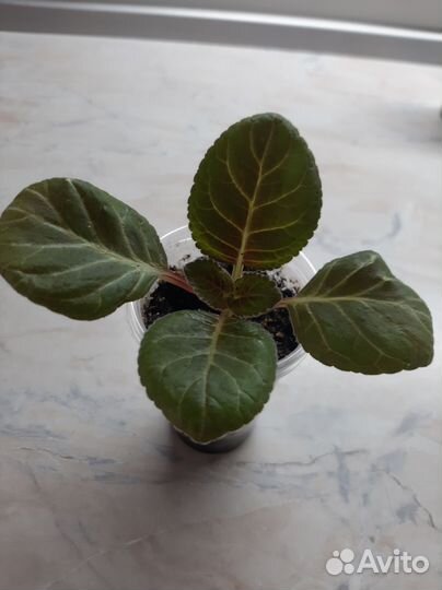 Комнатные цветы глоксиния