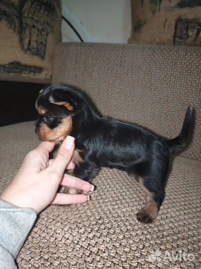 Йоркширский терьер