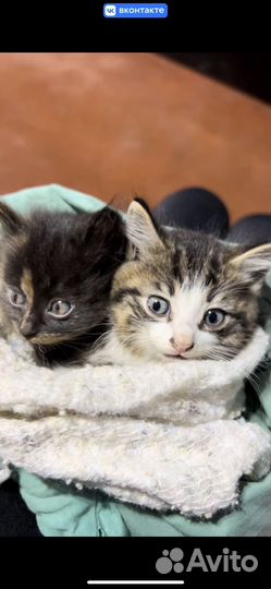 Котята в добрые руки