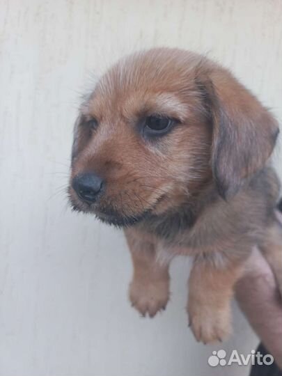 Щенки умные