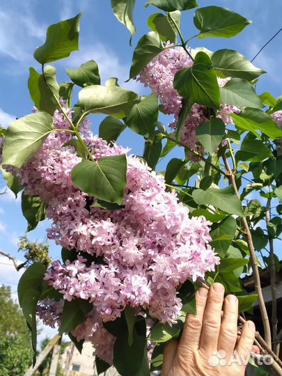 Сирень сортовая