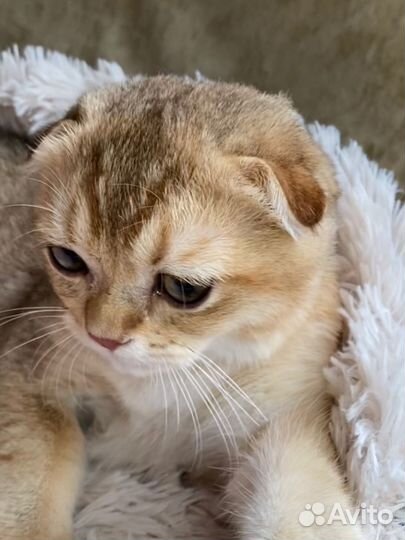 Шотландская вислоухая шиншилла