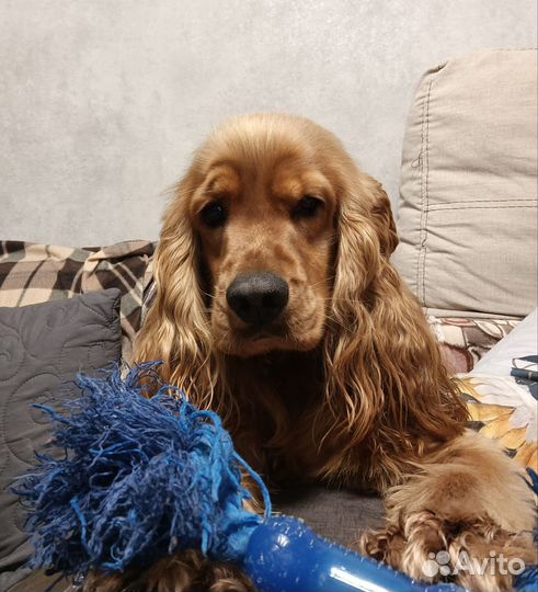 Вязка английский кокер спаниель