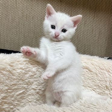 Турецкая ангора котёнок