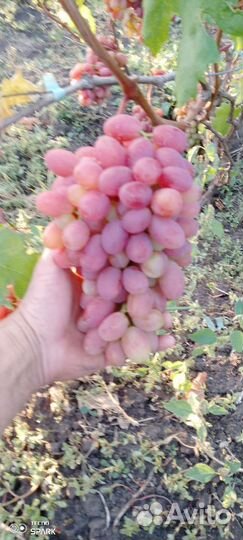 Черенки винограда