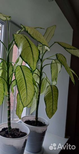 Рудольф Роерс Диффенбахия нежно-зелёная, лайм