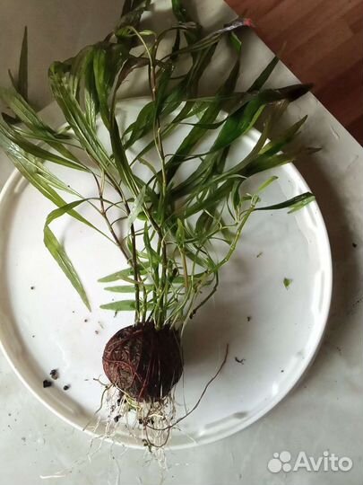 Обслуживание аквариума