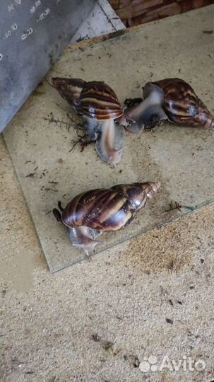 Улитки ахатины