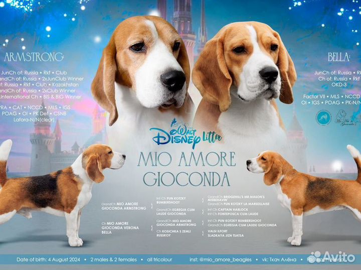 Щенки бигль