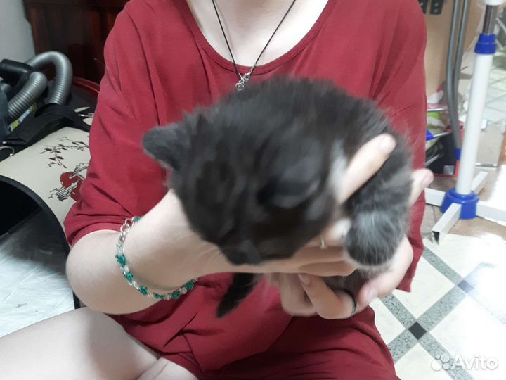 Британская