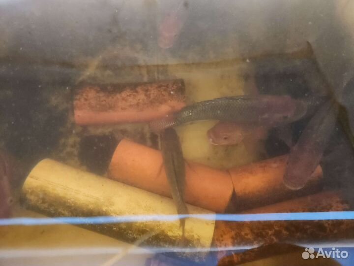 Рыба Телапия, теляпия маточное стадо