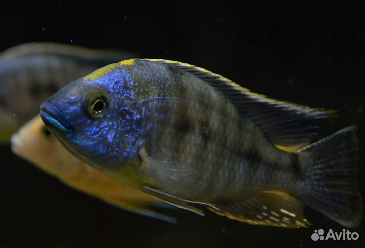 Аквариумные рыбки