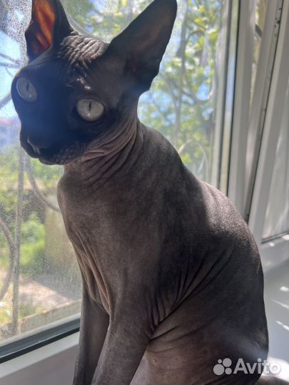 Канадский сфинкс