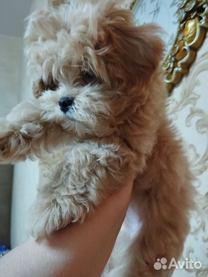 Щенки мальтипу Корейские крови