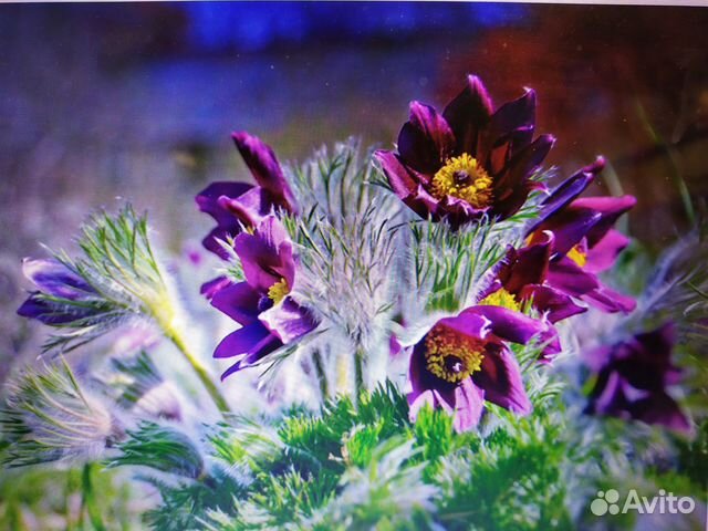 Многолетние садовые цветы