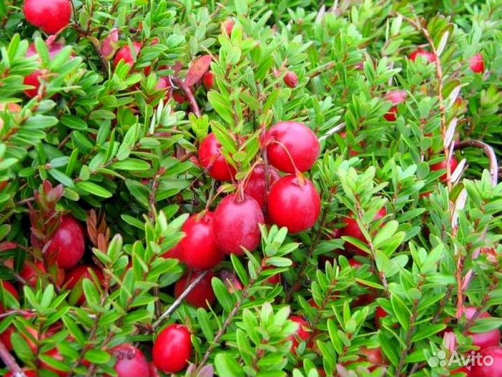 Клюква болотная, семена