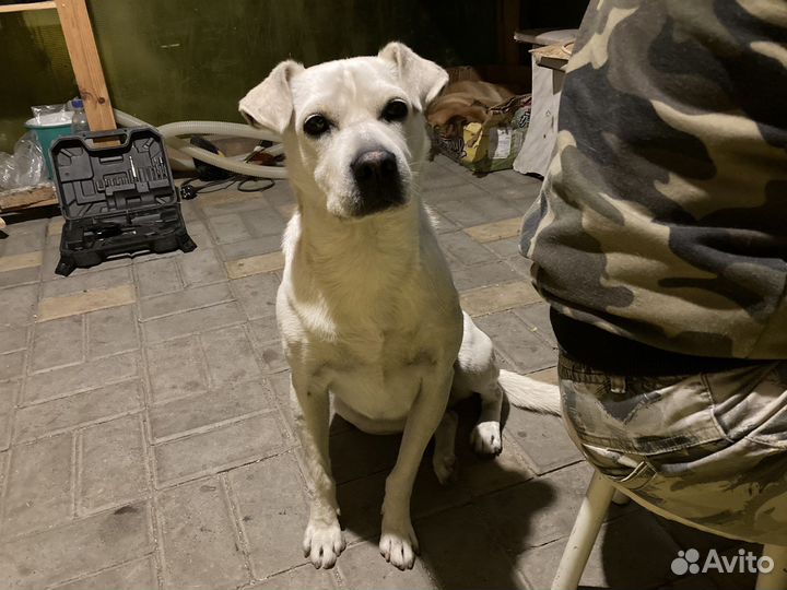 Собаки из приюта