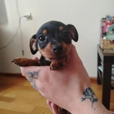 Цвергпинчер, щенок