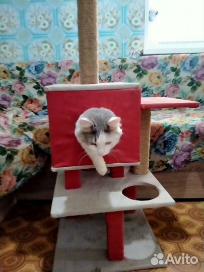 Передержка ваших питомцев