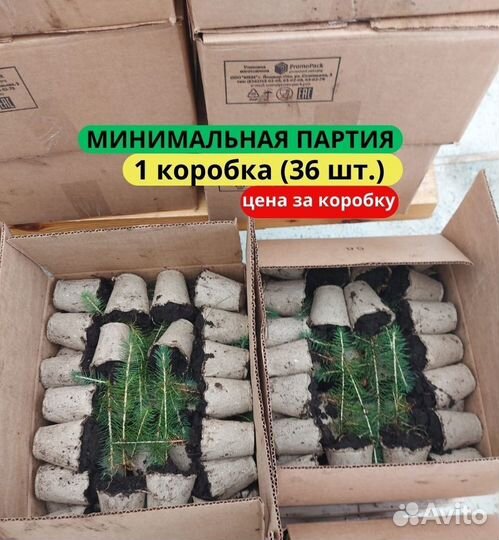 Саженцы сосны обыкновенной зкс