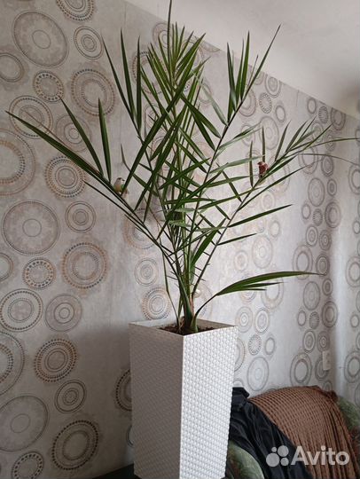 Финиковая пальма