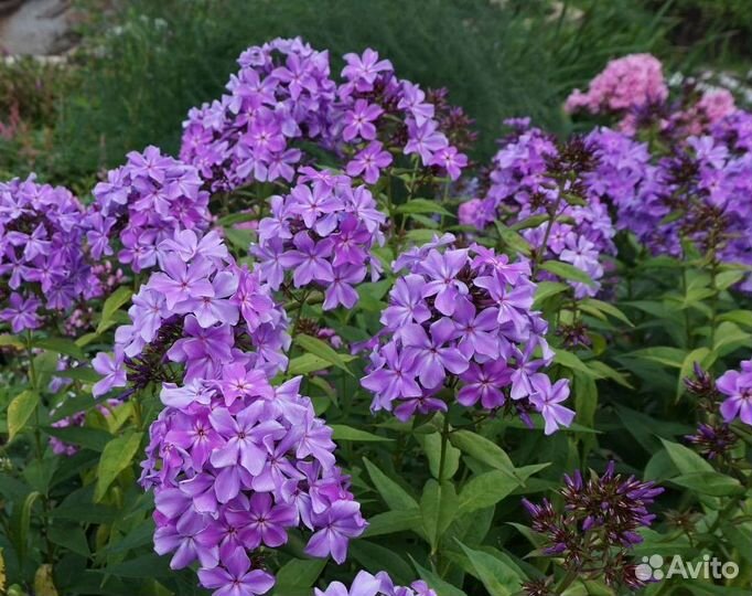 Флокс метельчатый