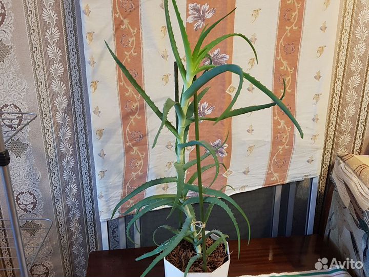 Алоэ лечебный