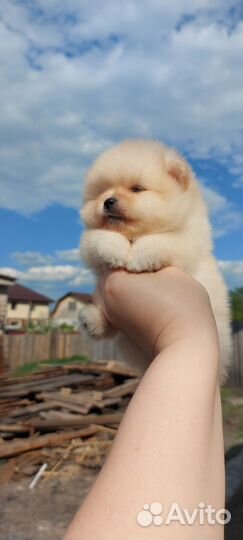 Помиранские шпицы