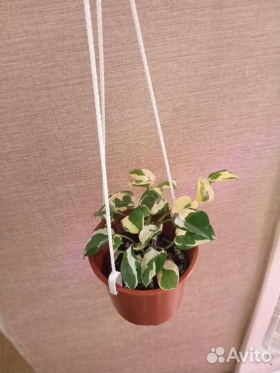 Эпипремнум золотистый