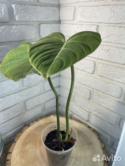 Филодендрон Глориозум