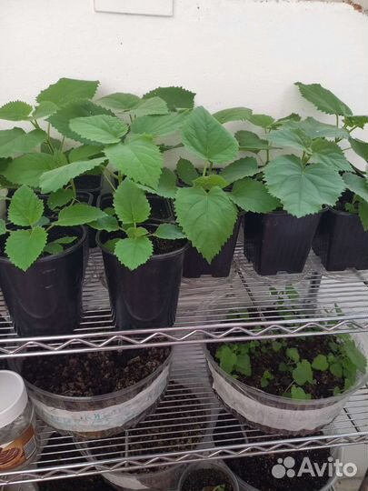 Продам саженцы Павловнии