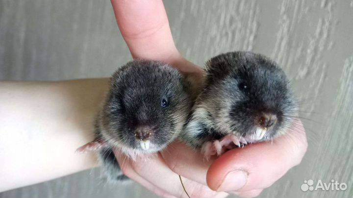 Слепушонки