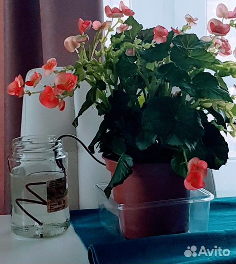 Автополив для комнатных растений