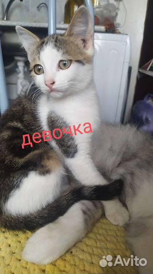 Котята в добрые руки