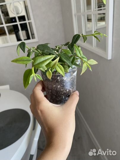 Хойи сортовые