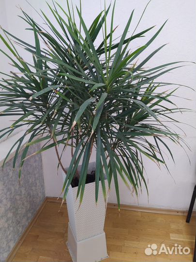 Драцена с горшком